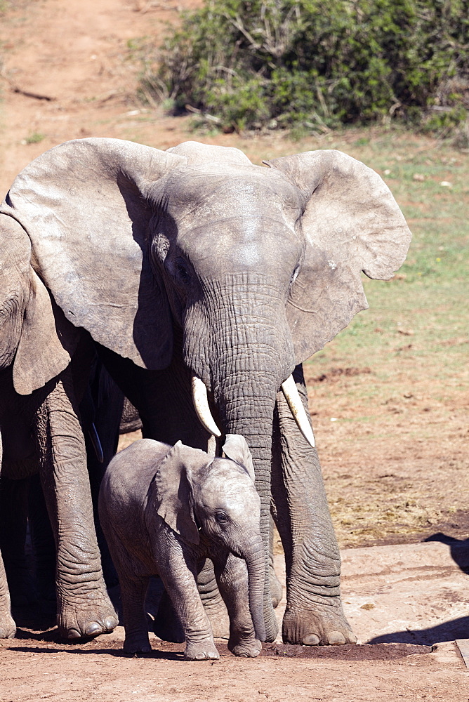 African elephant (Loxodonta Africana), Addo Elephant National Park, Eastern Cape, South Africa, Africa