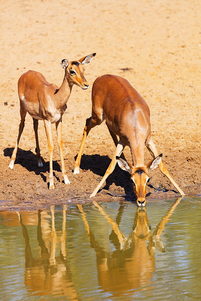 Impala (Aepyceros melampus), Mkhuze Game Reserve, Kwazulu-Natal, South Africa, Africa