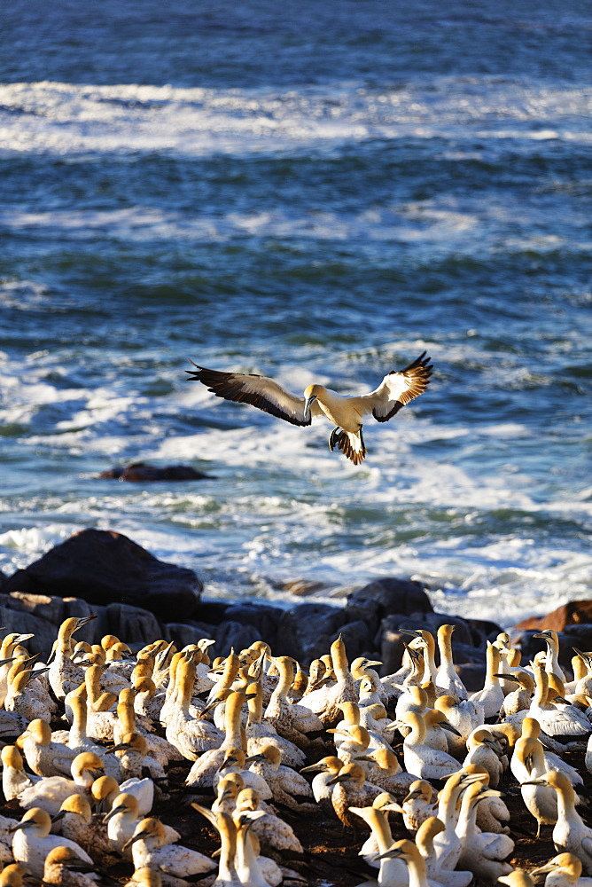 Cape gannet (Morus capensis), Lambert's Bay gannet colony, Western Cape, South Africa, Africa