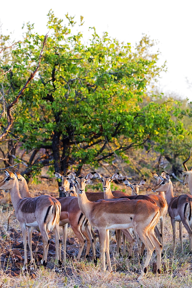 Impala (Aepyceros melampus), Kruger National Park, South Africa, Africa