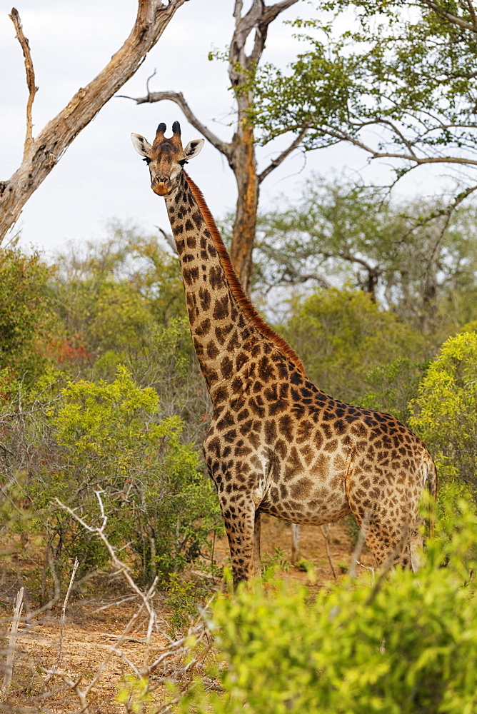 Giraffe (Giraffa camelopardalis), Mkhaya Game Reserve, Swaziland, Africa