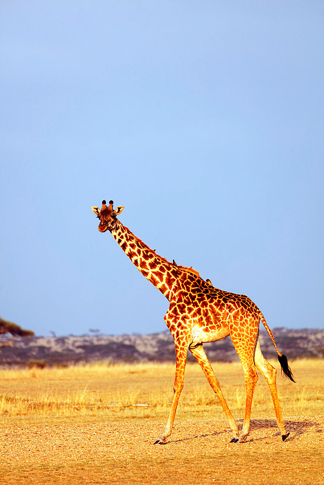 Giraffe (Giraffa camelopardalis), Serengeti National Park, UNESCO World Heritage Site, Tanzania, East Africa, Africa