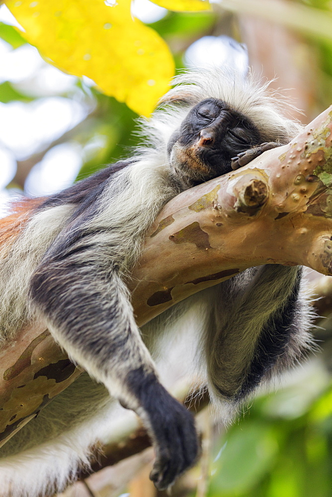 Endemic Red Colobus monkey (Piliocolobus), Jozani Forest, Jozani Chwaka Bay National Park, Island of Zanzibar, Tanzania, East Africa, Africa