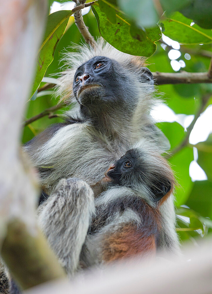 Endemic Red Colobus monkey (Piliocolobus), Jozani Forest, Jozani Chwaka Bay National Park, Island of Zanzibar, Tanzania, East Africa, Africa