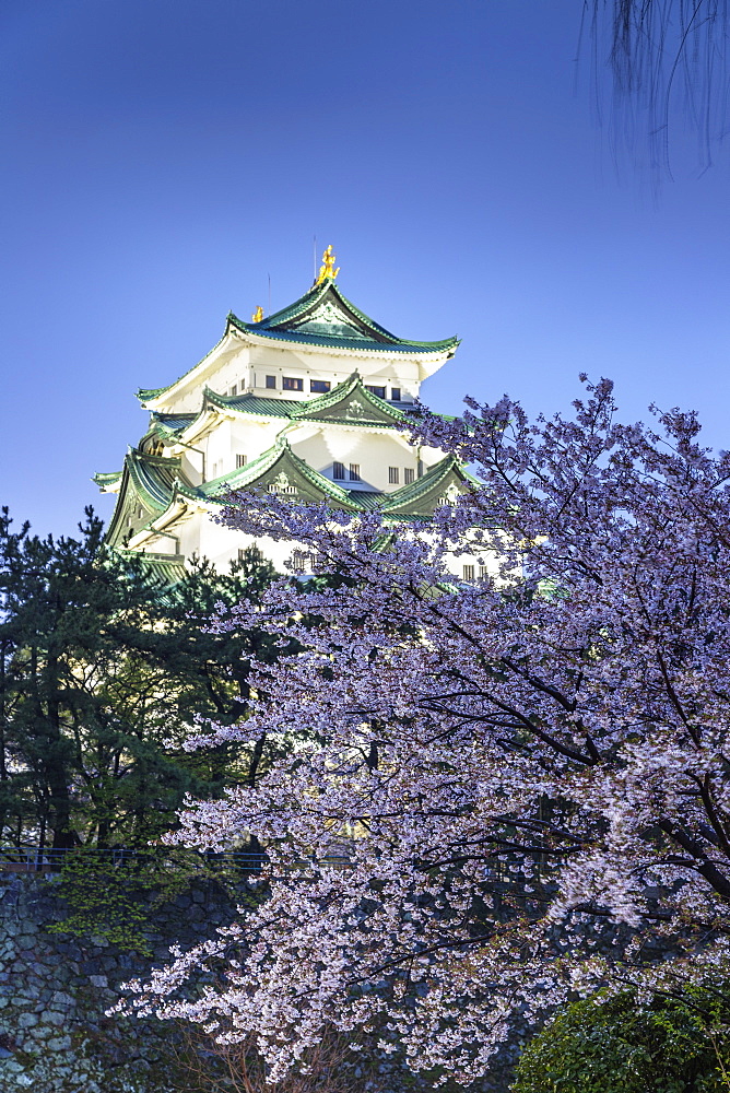 Cherry blossom at Nagoya Castle, Nagoya, Aichi Prefecture, Honshu, Japan, Asia