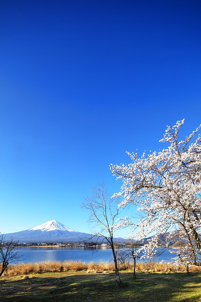 Cherry blossom at Kawaguchiko Lake, and Mount Fuji, 3776m, UNESCO World Heritage Site, Yamanashi Prefecture, Honshu, Japan, Asia