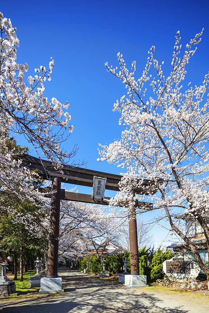 Cherry blossom and a torii gate, Yamanashi Prefecture, Honshu, Japan, Asia