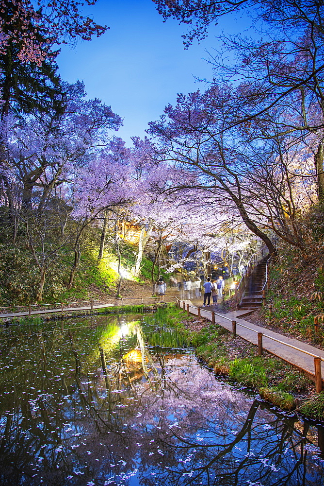 Cherry blossom at Takato castle, Takato, Nagano Prefecture, Honshu, Japan, Asia