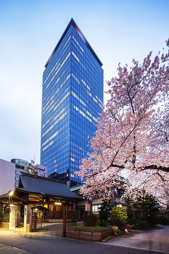 Spring cherry blossoms, Joenji Temple, Shinjuku, Tokyo, Japan, Asia