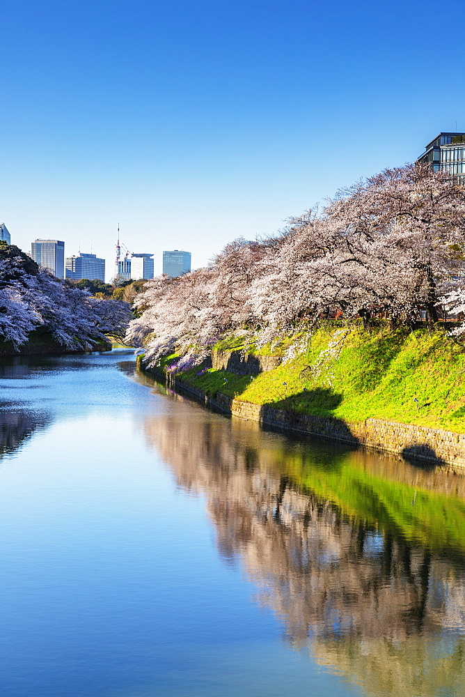 Spring cherry blossom, Chidorigafuchi, Chiyoda ku, Tokyo, Japan, Asia