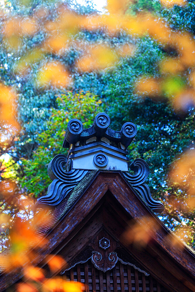 Autumn leaves and temple building, Kyoto, Kansai, Japan, Asia