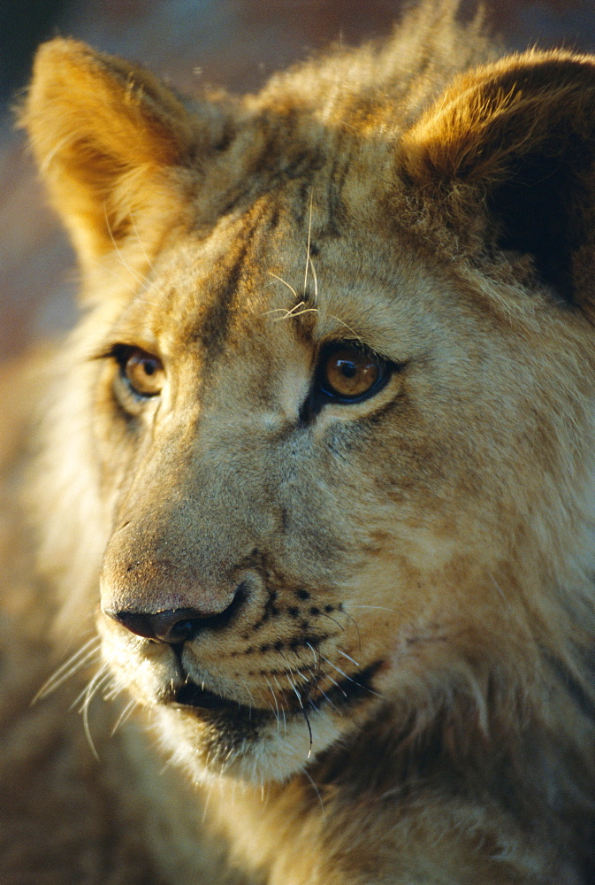 Lion cub, Lion Park resort, Gueru, Zimbabwe