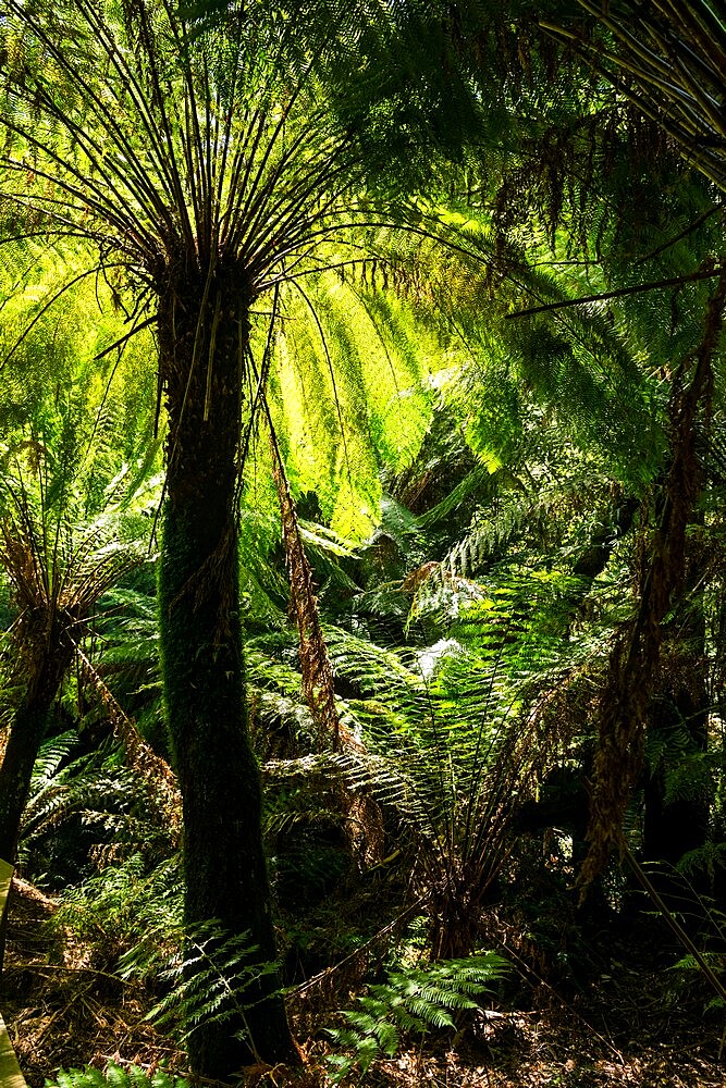 Soft tree-fern (Dicksonia antarctica), Great Otway National Park, Victoria, Australia, Pacific