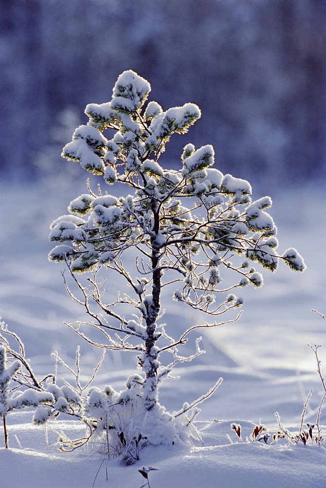 Young Scots pine covered in snow in winter, Abernethy, Strathspey, Scotland, UK, Europe