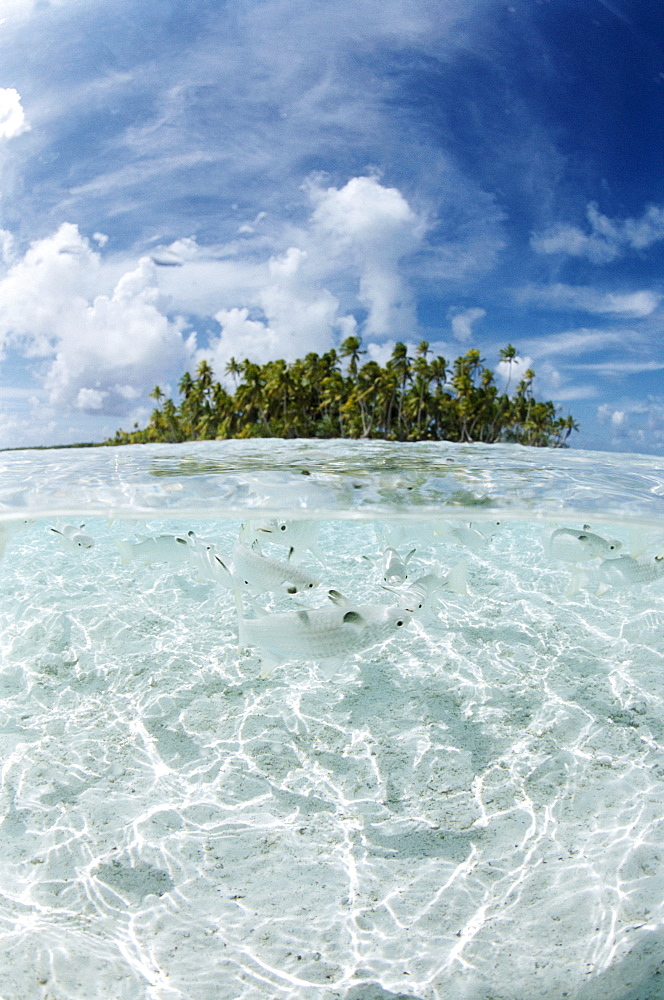 Rangiroa, Tuamotu Archipelago, French Polynesia, Pacific Islands, Pacific