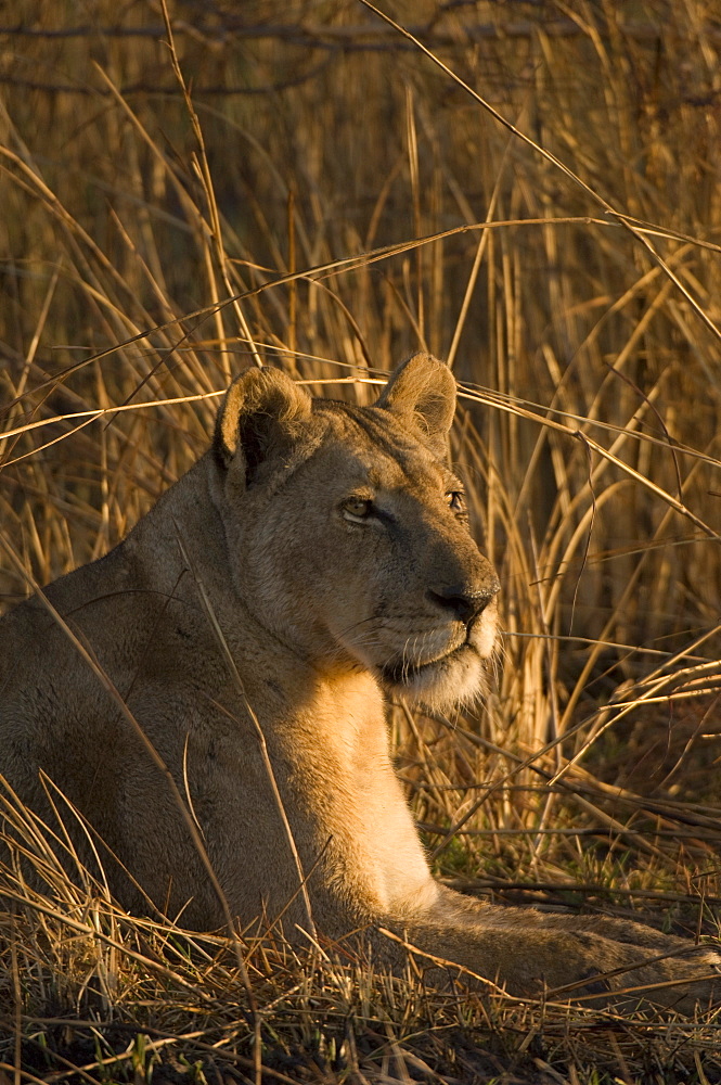 Lioness, Busanga Plains, Kafue National Park, Zambia, Africa