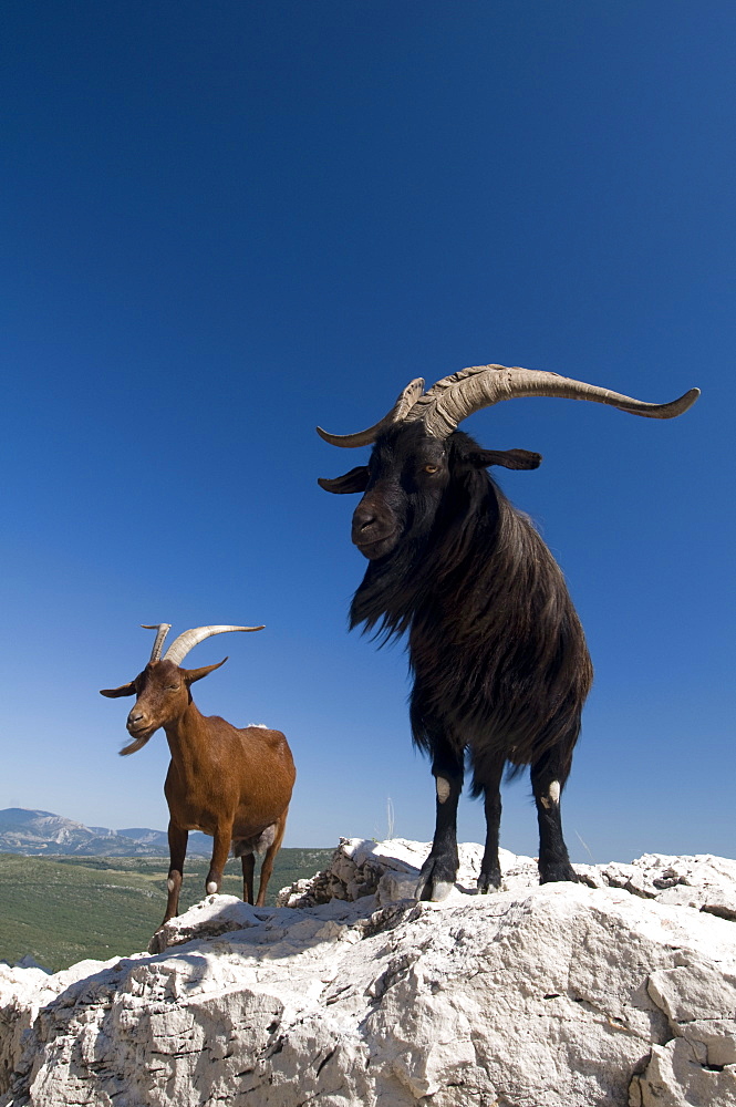 Mountain goats, Gorges du Verdon, Provence, France, Europe