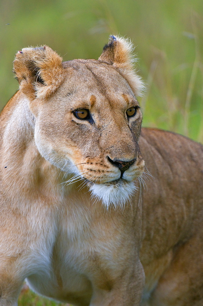 Lioness (Panthera leo), Masai Mara National Reserve, Kenya, East Africa, Africa