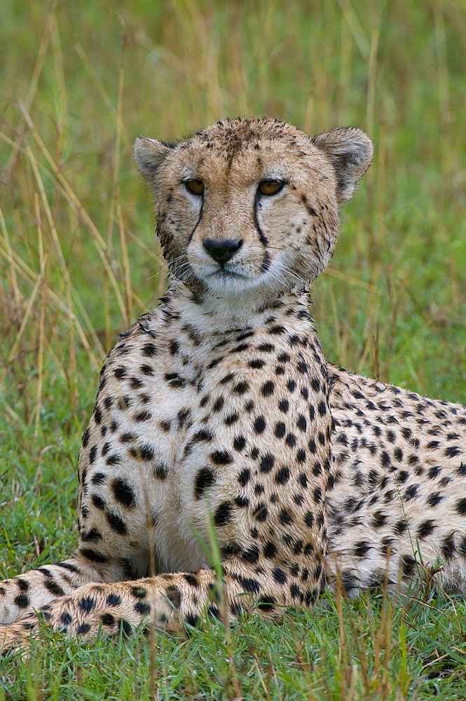 Cheetah (Acinonyx jubatus), Masai Mara National Reserve, Kenya, East Africa, Africa