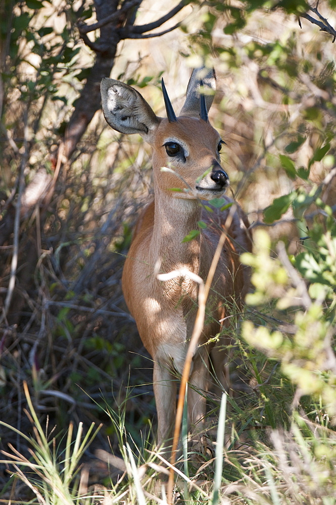 Steenbok (Raphicerus campestris), Okavango Delta, Botswana, Africa