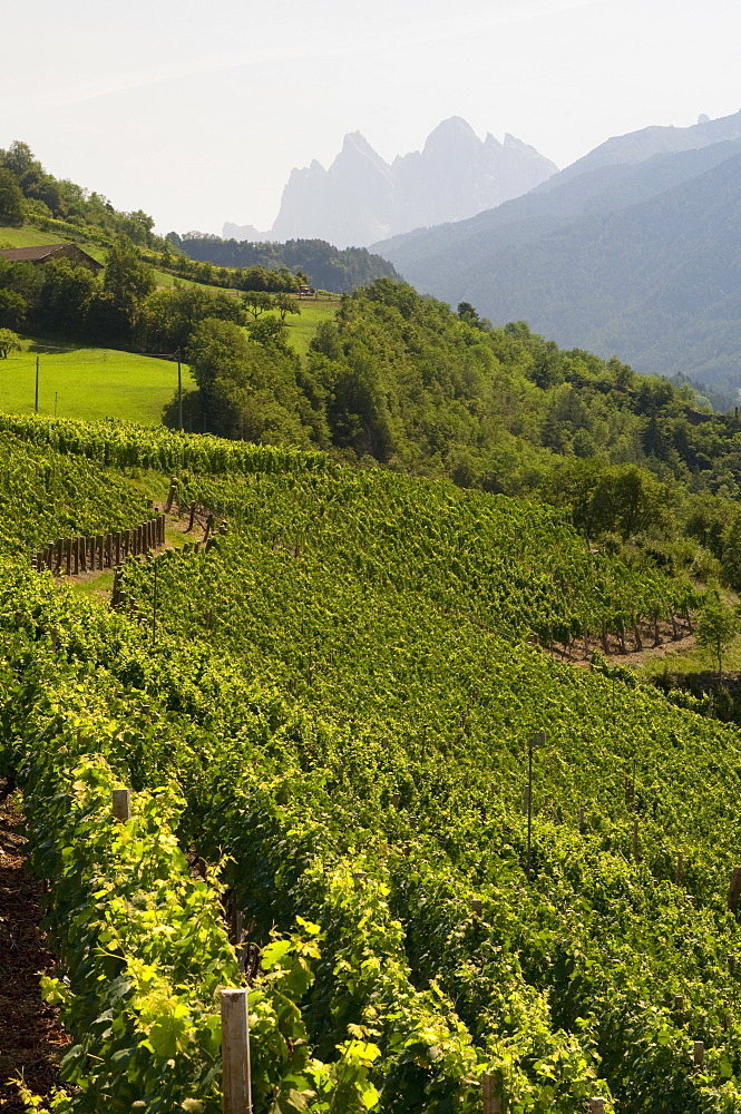 Vineyards, Tiso, Funes Valley (Villnoss), Dolomites, Trentino Alto Adige, South Tyrol, Italy, Europe