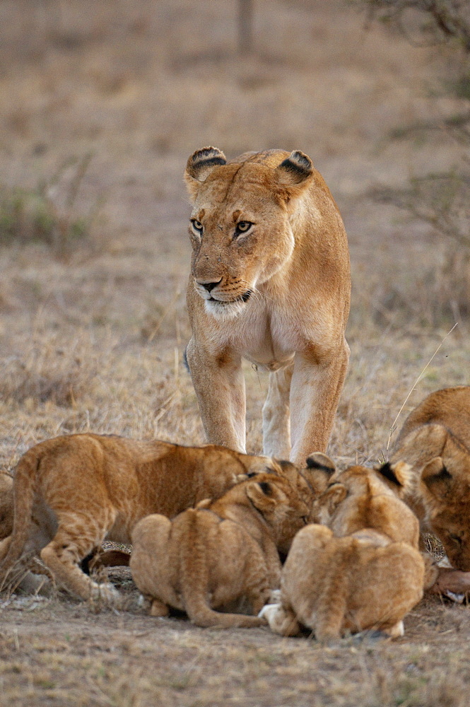 Lion (Panthera leo) female and cubs, Masai Mara, Kenya, East Africa, Africa