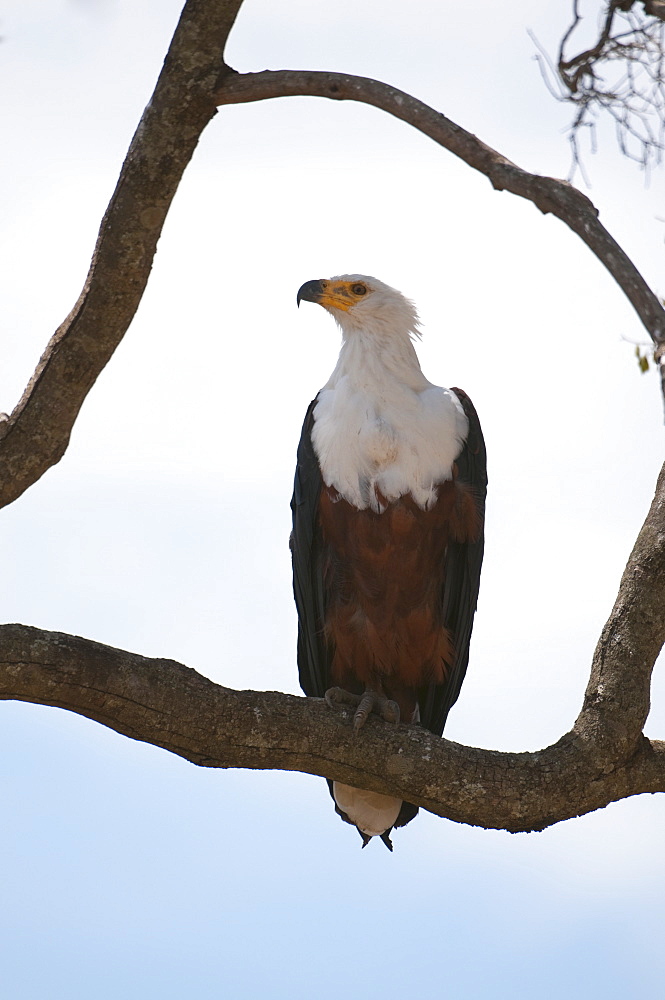 African fish eagle (Haliaeetus vocifer), Masai Mara, Kenya, East Africa, Africa