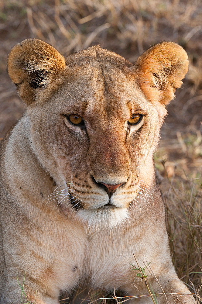 Lion (Panthera leo), Masai Mara, Kenya, East Africa, Africa