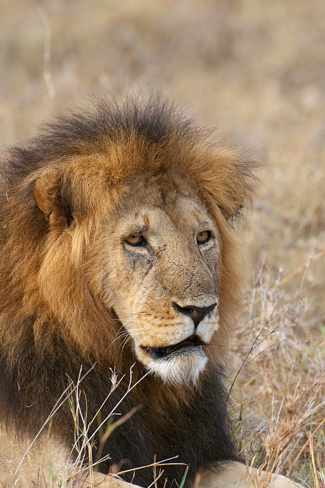 Lion (Panthera leo), Masai Mara, Kenya, East Africa, Africa