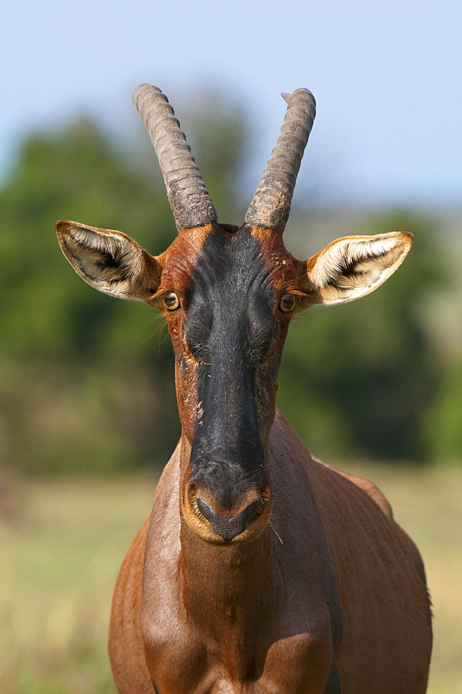 Topi (Damaliscus lunatus), Masai Mara, Kenya, East Africa, Africa