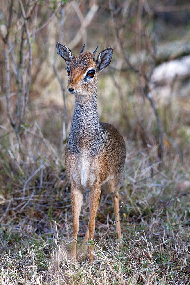 Dik Dik (Madoqua kirkii), Masai Mara, Kenya, East Africa, Africa