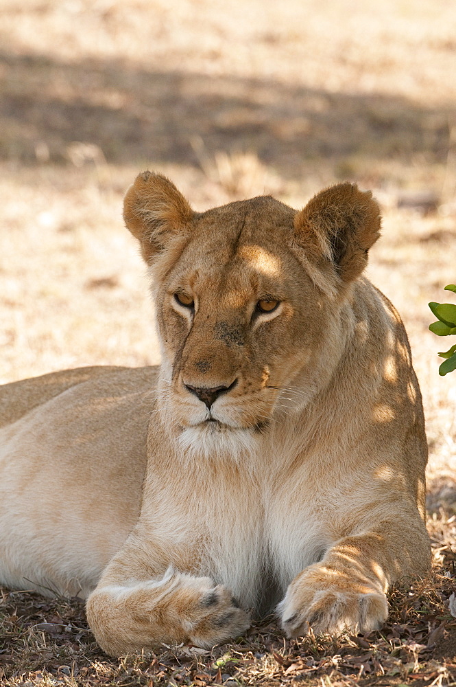 Lion (Panthera leo), Masai Mara, Kenya, East Africa, Africa