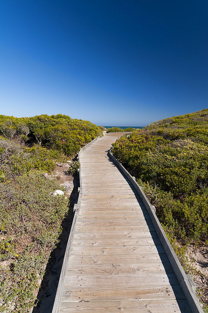 Kommetjie beach, Cape Town, South Africa, Africa