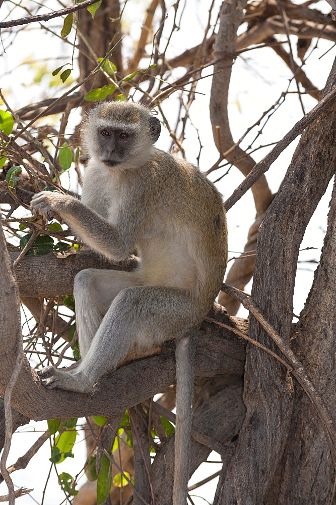 Vervet monkey (Cercopithecus aethiops), Chobe National Park, Botswana, Africa