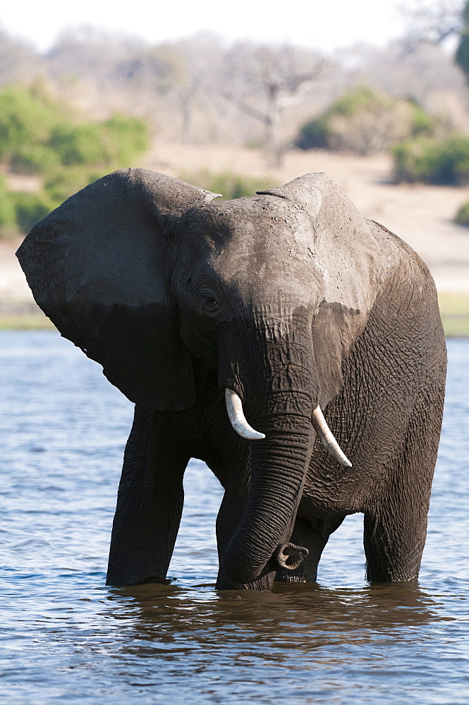 Elephant (Loxodonta africana), Chobe National Park, Botswana, Africa