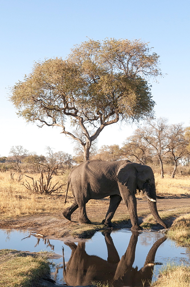 Elephant (Loxodonta africana), Chobe National Park, Botswana, Africa