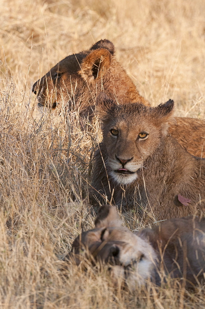 Lions (Panthera leo), Okavango delta, Botswana, Africa