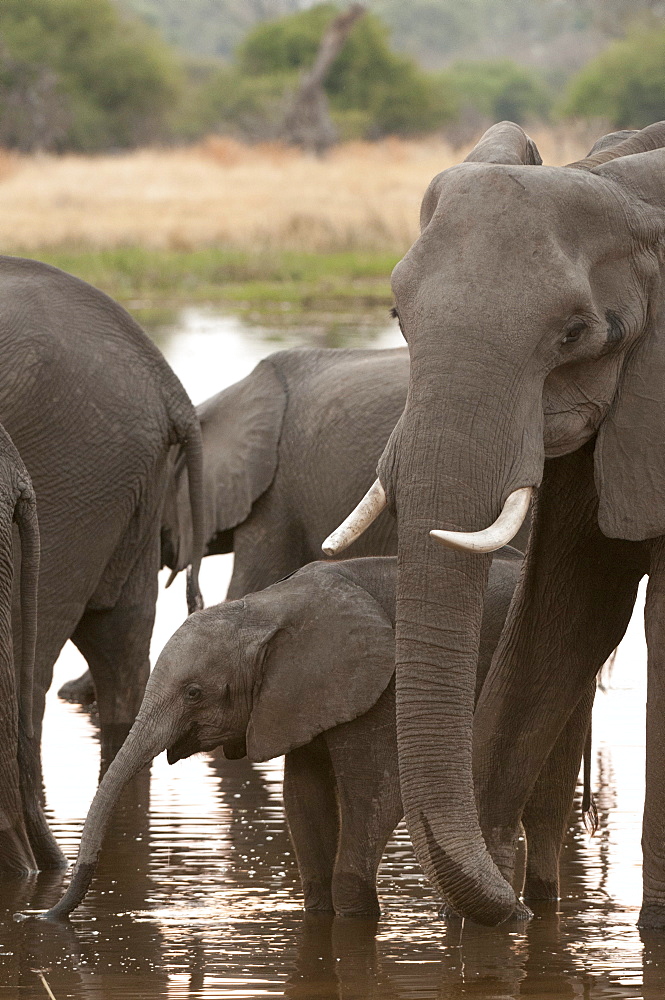 African elephant (Loxodonta africana), Okavango delta, Botswana, Africa