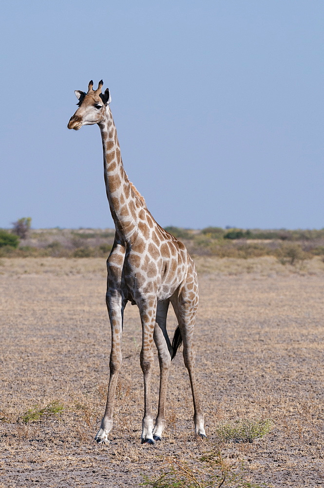 Southern giraffe (Giraffa camelopardalis), Central Kalahari National Park, Botswana, Africa 