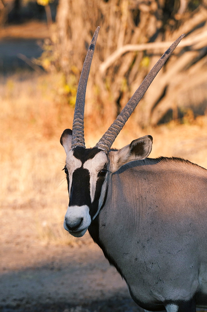 Gemsbok (Oryx gazella), Central Kalahari National Park, Botswana, Africa 