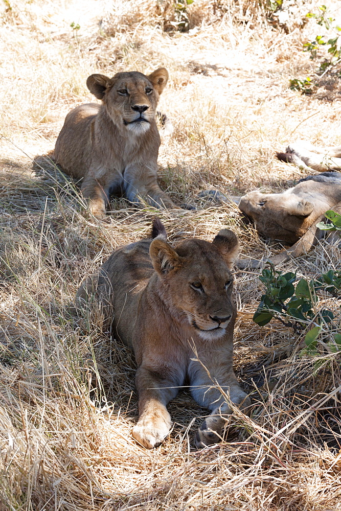 Lion (Panthera leo), Khwai Concession, Okavango Delta, Botswana, Africa 