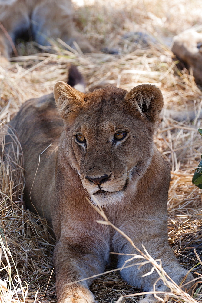 Lion (Panthera leo), Khwai Concession, Okavango Delta, Botswana, Africa 