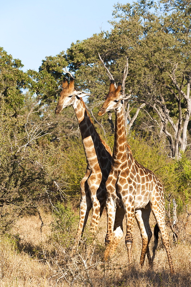 Southern giraffe (Giraffa camelopardalis), Mala Mala Game Reserve, South Africa, Africa 