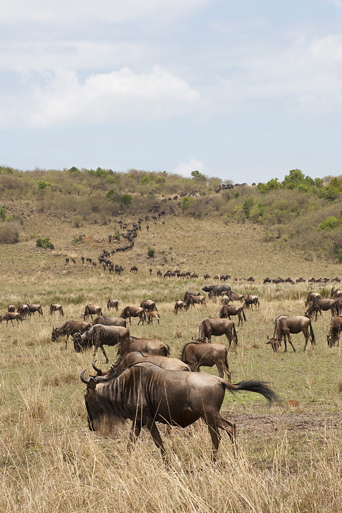 Wildebeest (Connochaetes taurinus), Masai Mara, Kenya, East Africa, Africa