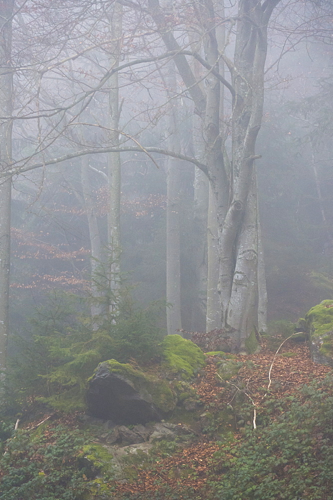 Bavarian Forest National Park, Bavaria, Germany, Europe