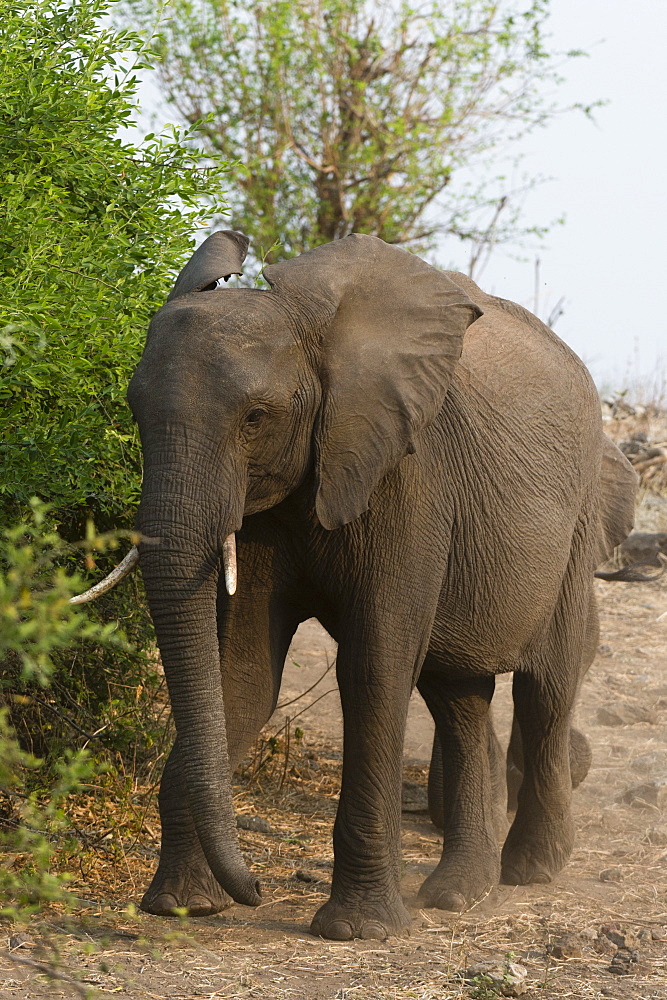 African elephant (Loxodonta africana), Chobe National Park, Botswana, Africa