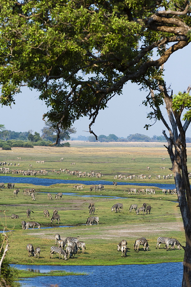 Burchell's zebras (Equus burchelli), Chobe National Park, Botswana, Africa