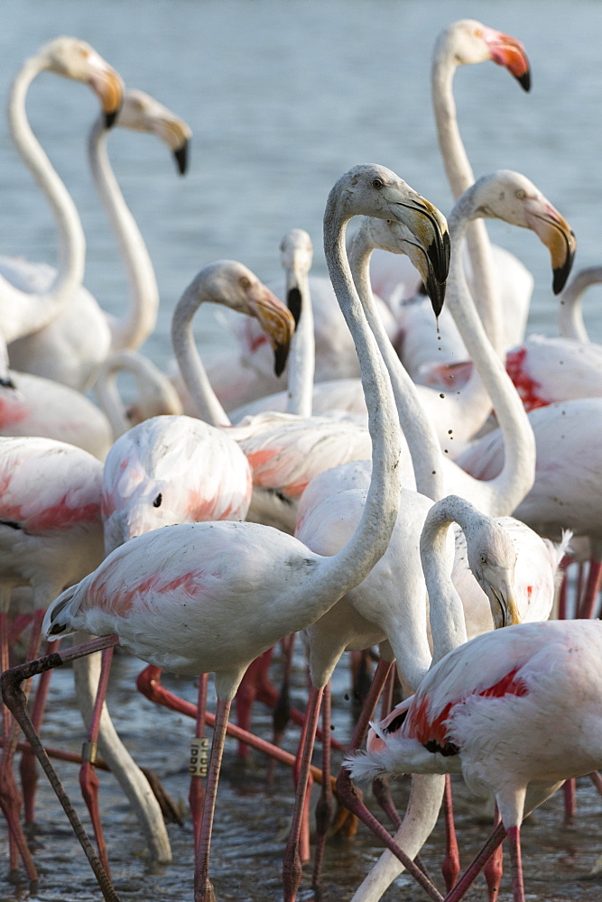 Greater flamingo (Phoenicopterus roseus), Camargue, Provence-Alpes-Cote d'Azur, France, Europe