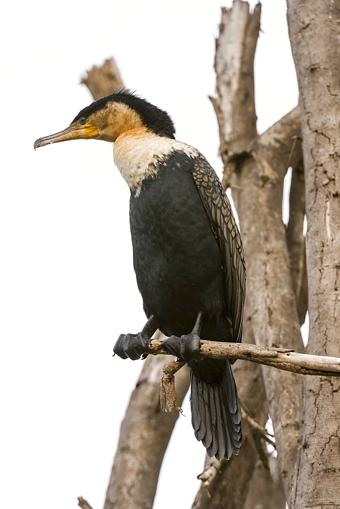 Great cormorant (Phalocrocorax carbo), Lake Naivasha, Kenya, East Africa, Africa