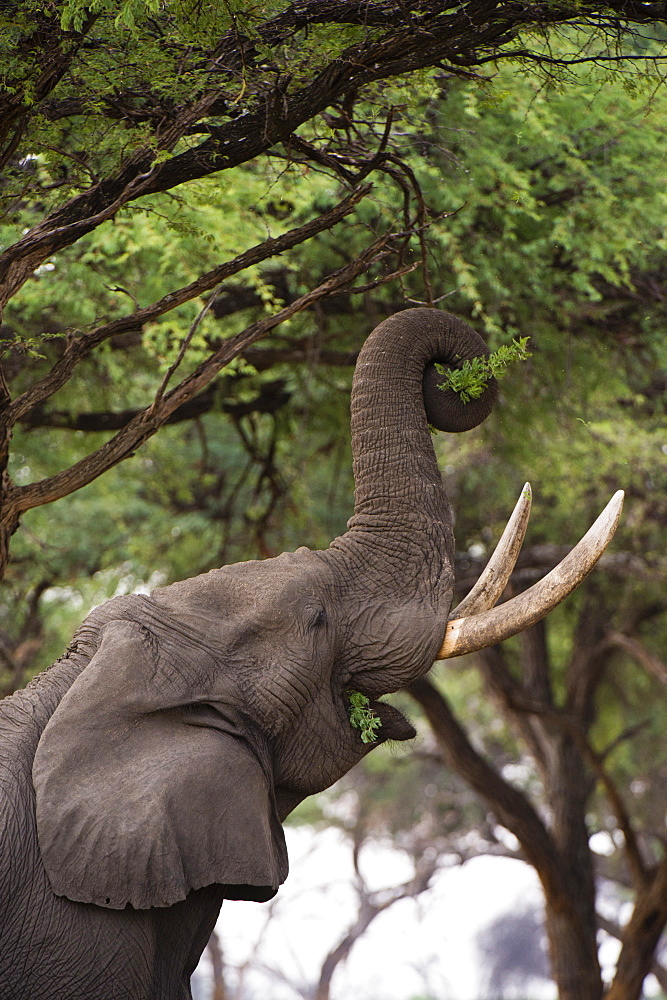 An African elephant (Loxodonta africana) browsing on tree leaves, Khwai Concession, Okavango Delta, Botswana, Africa